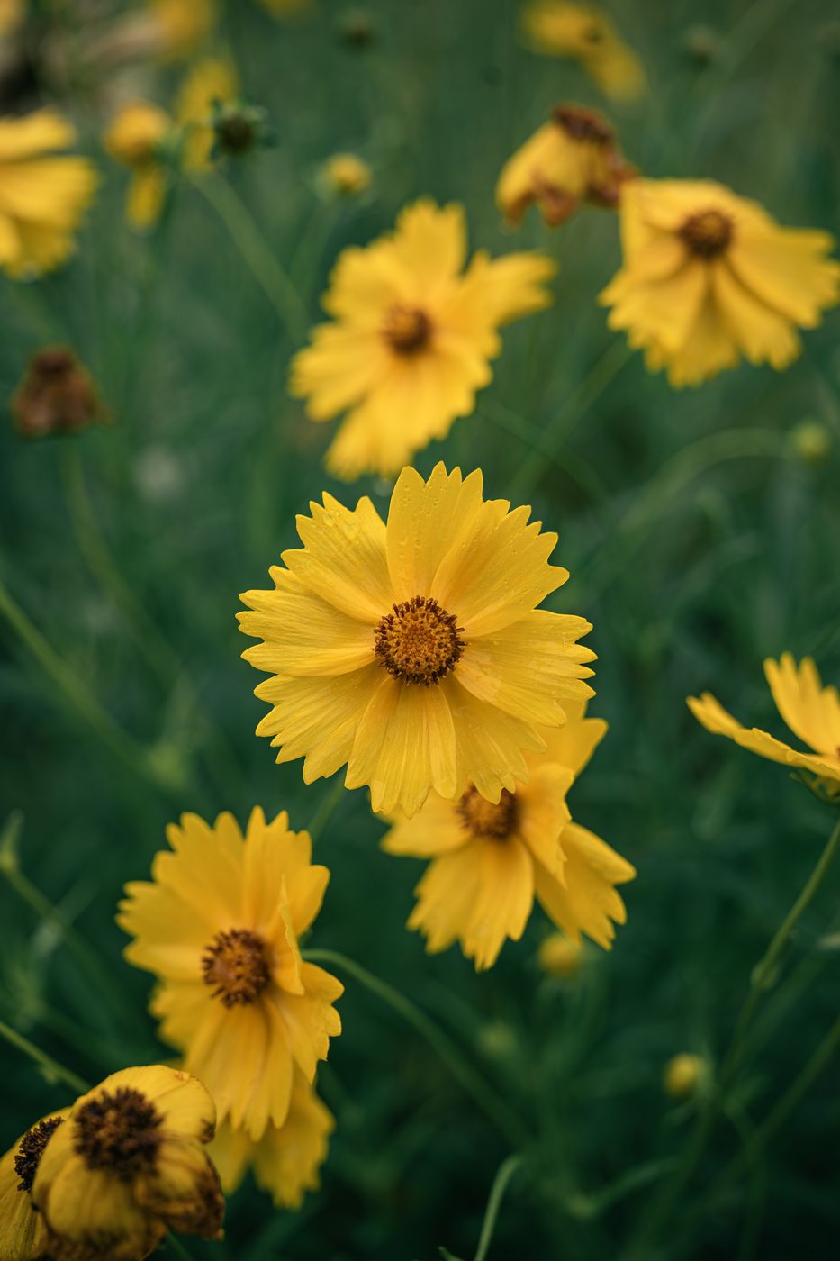 Yellow wildflowers photographed up close with soft background blur