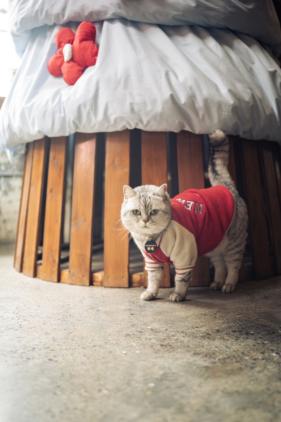 Cat in a red jacket standing under a round wooden bed