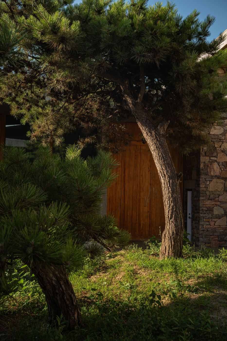 Pine tree leaning over a wooden gate in warm evening light
