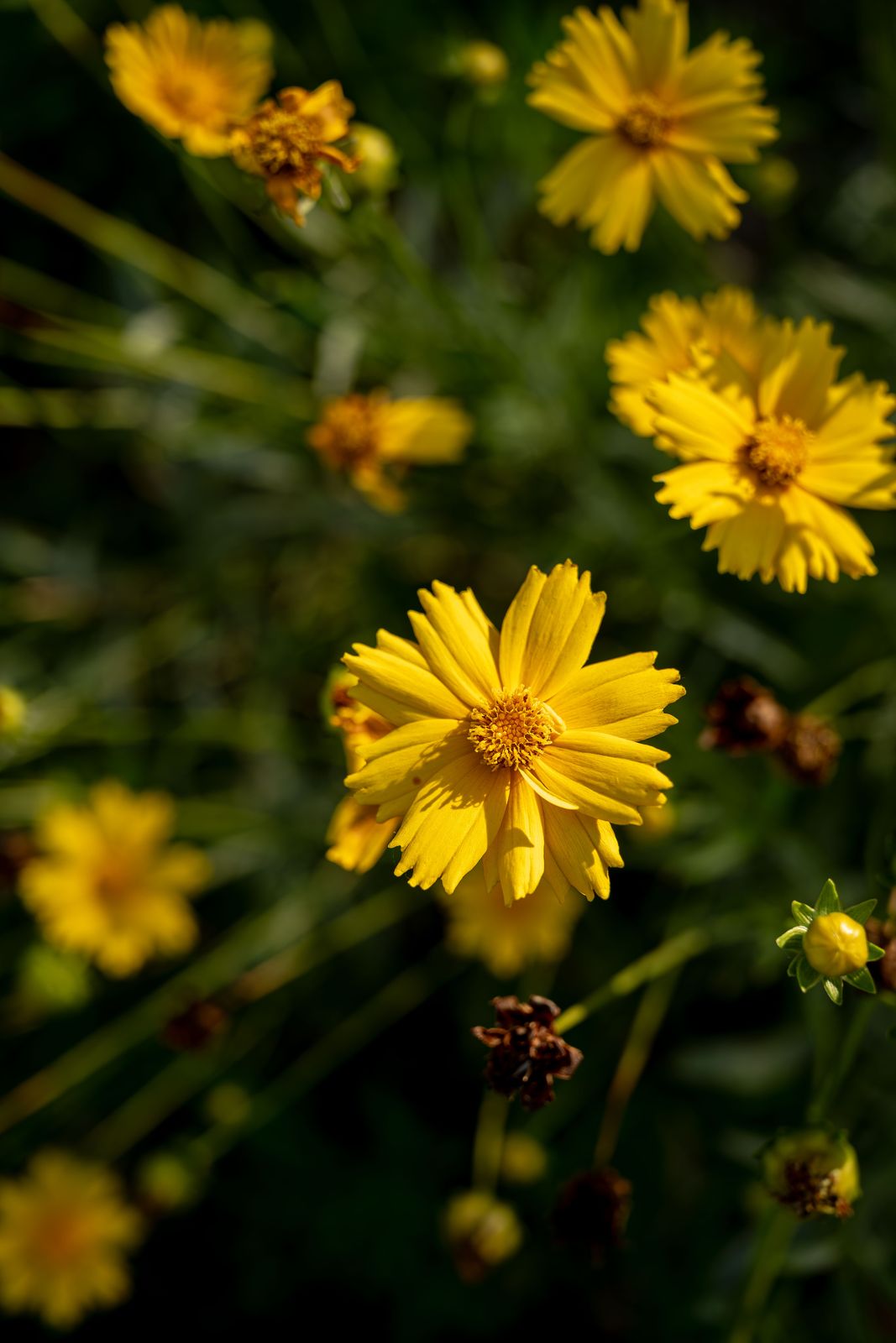Yellow wildflowers in soft focus, shot up close